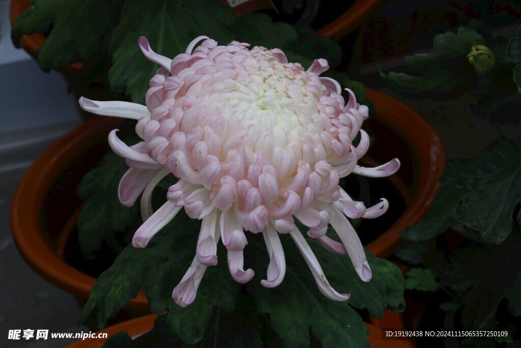 菊花 