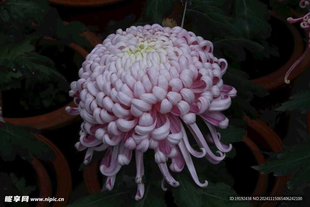 菊花  