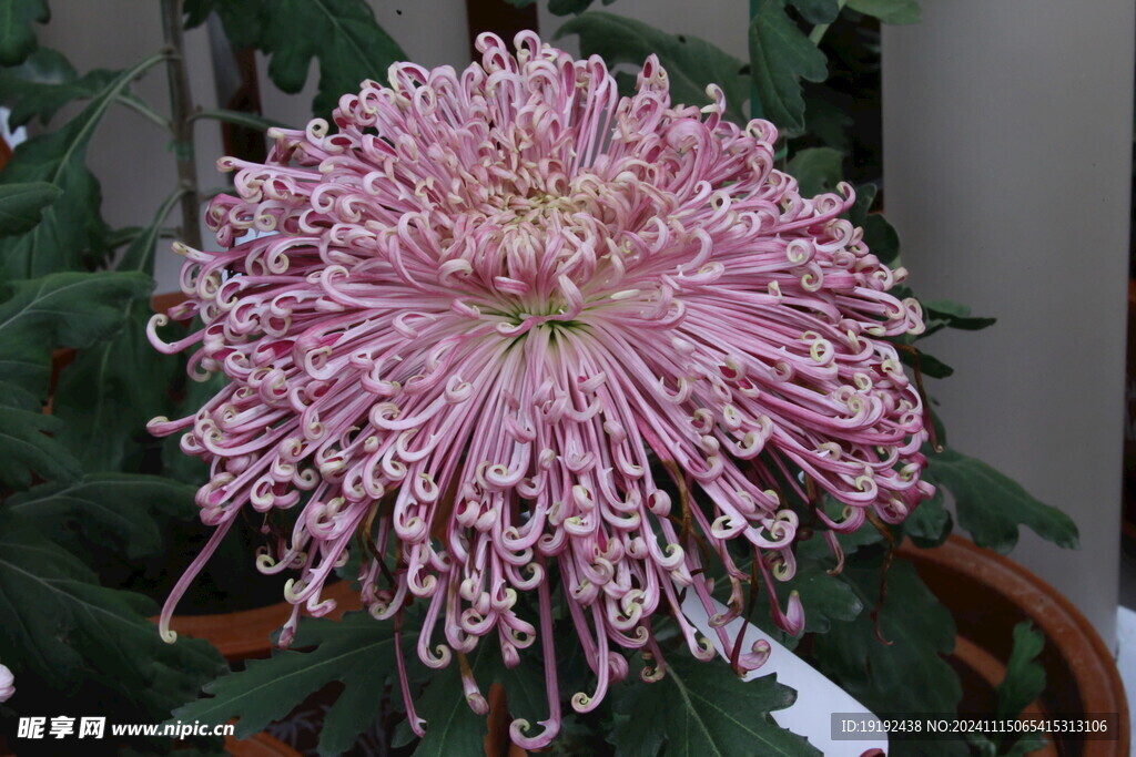 菊花  