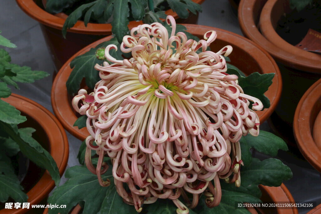 菊花  