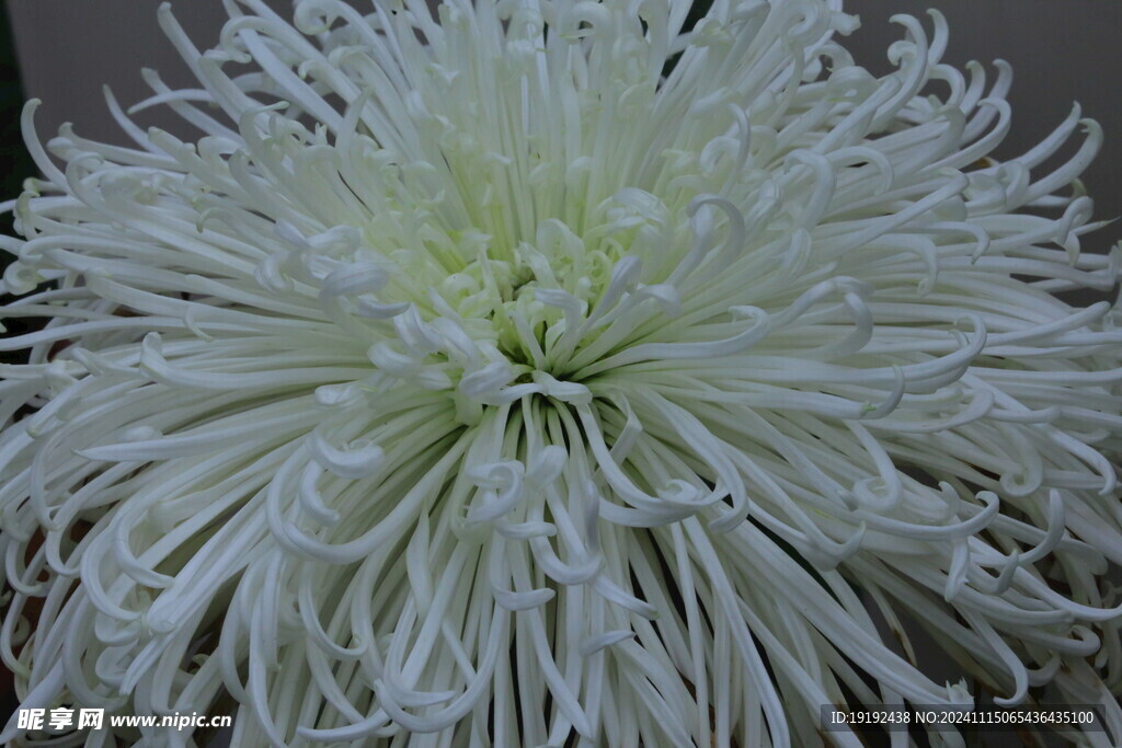 菊花 
