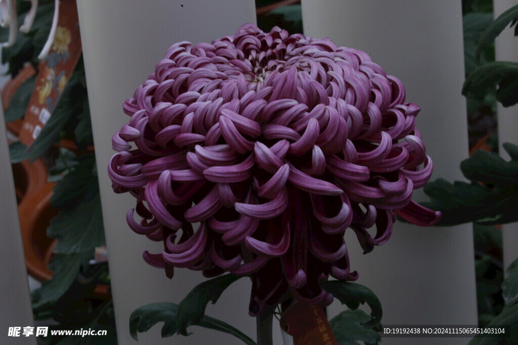 菊花  
