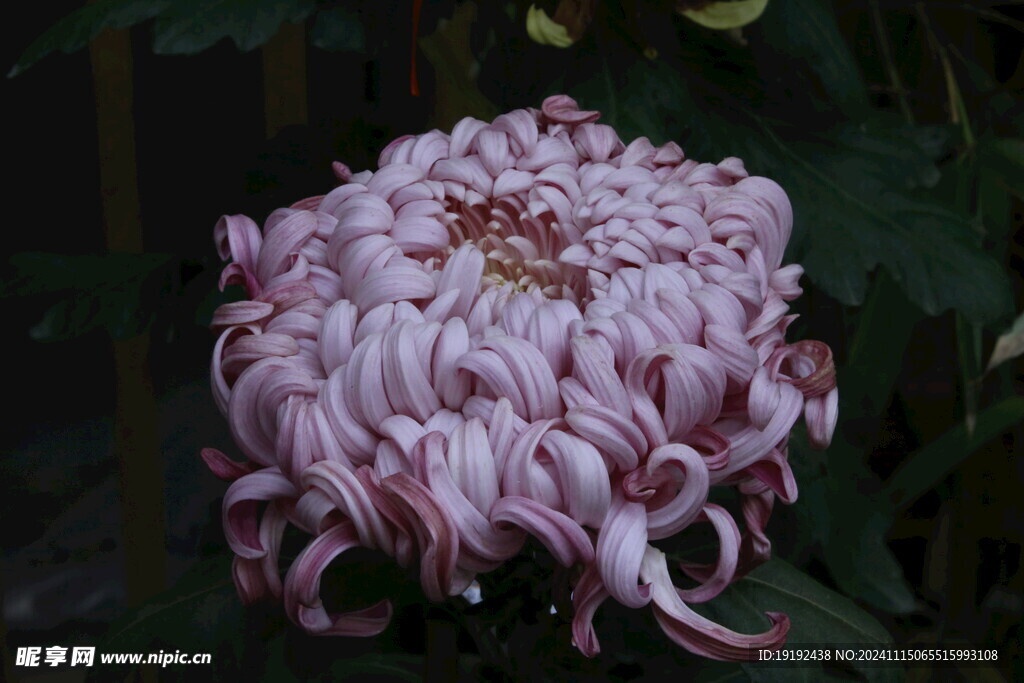 菊花  