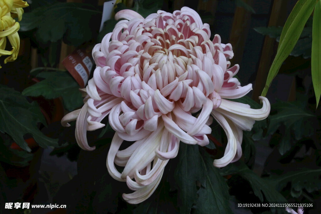 菊花  