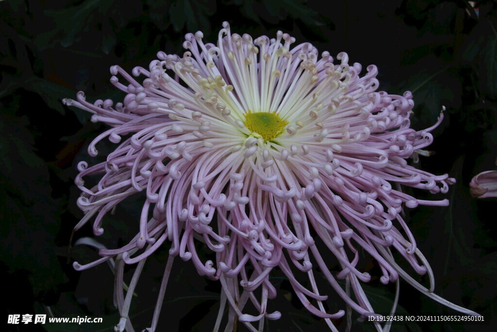 菊花 