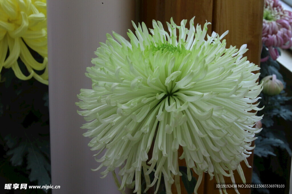 菊花  
