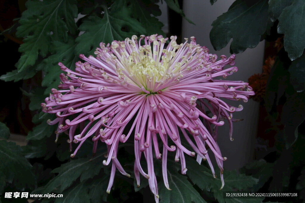 菊花 