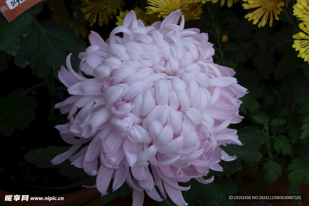 菊花  