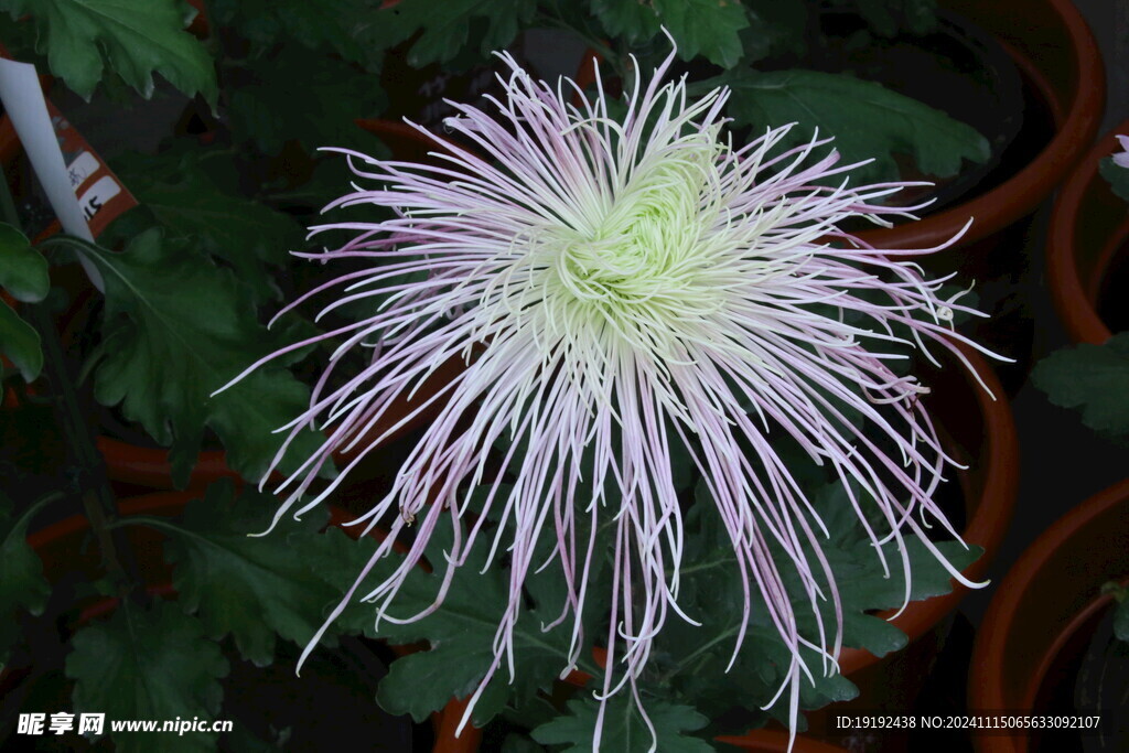 菊花  