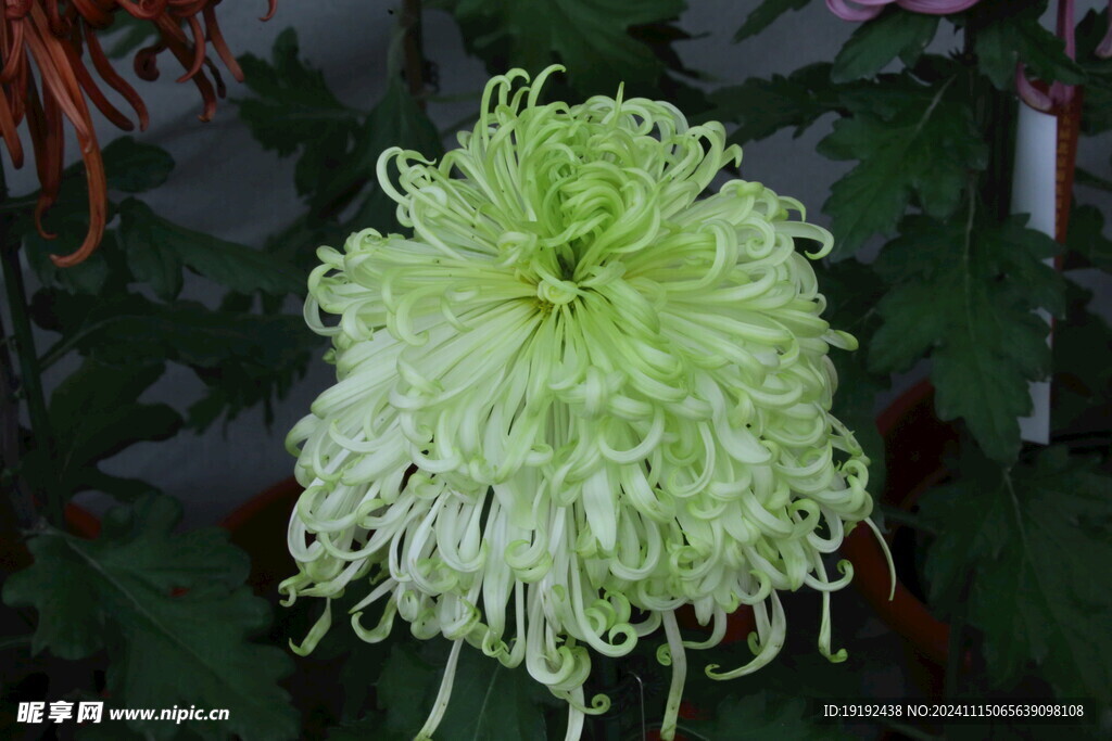 菊花  