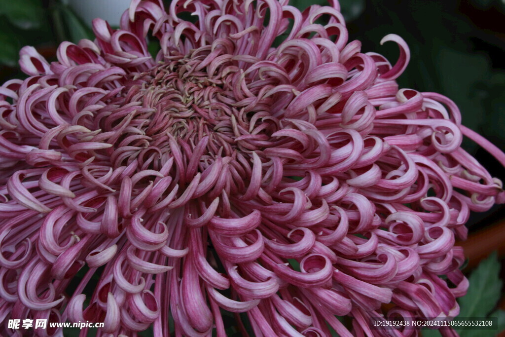菊花 