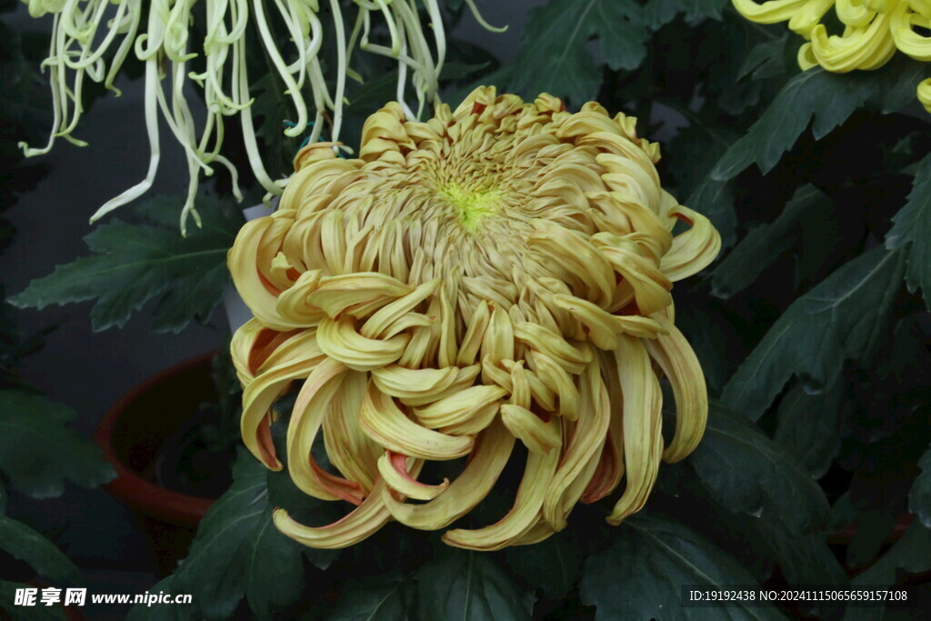 菊花  