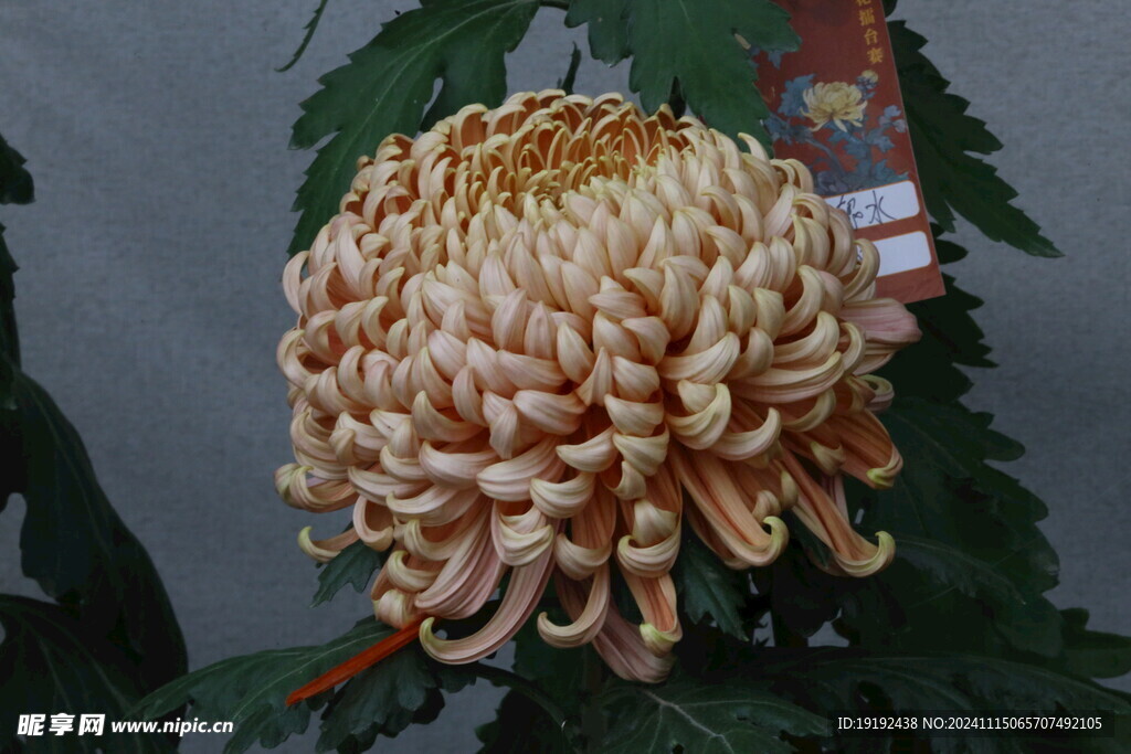 菊花  