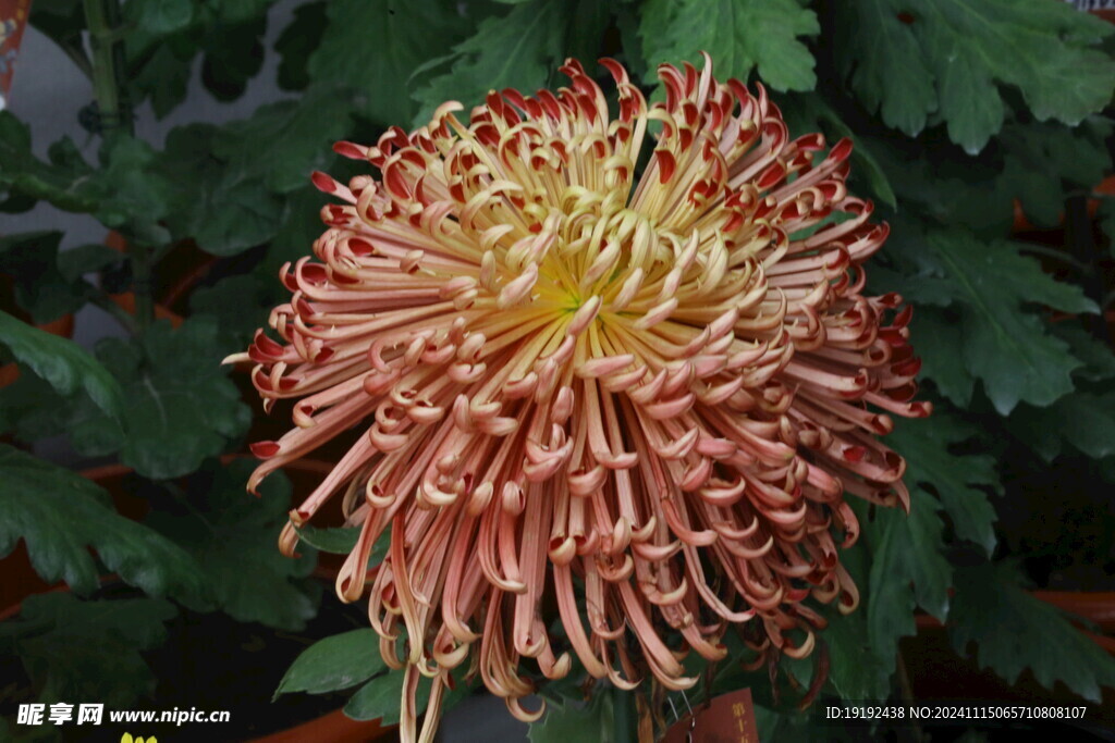 菊花 