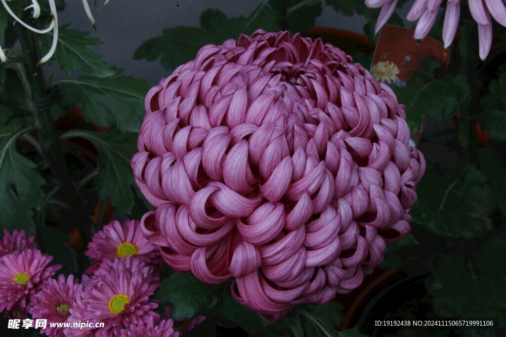 菊花  