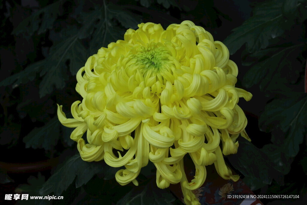 菊花  