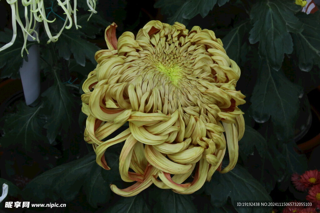 菊花 