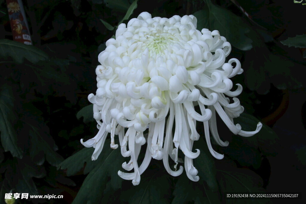 菊花  