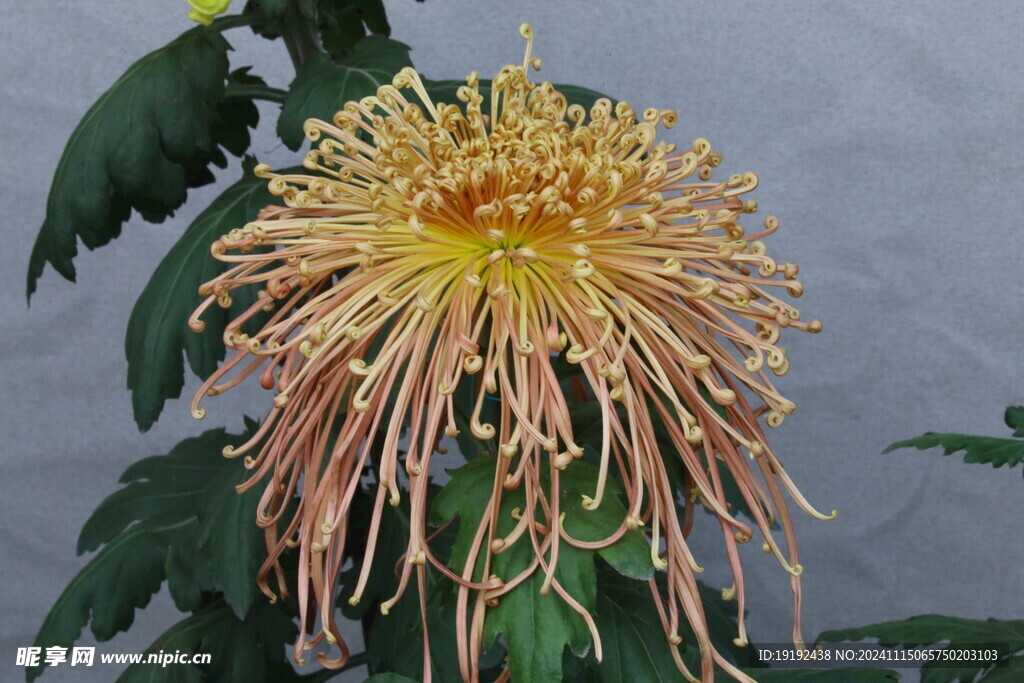 菊花 