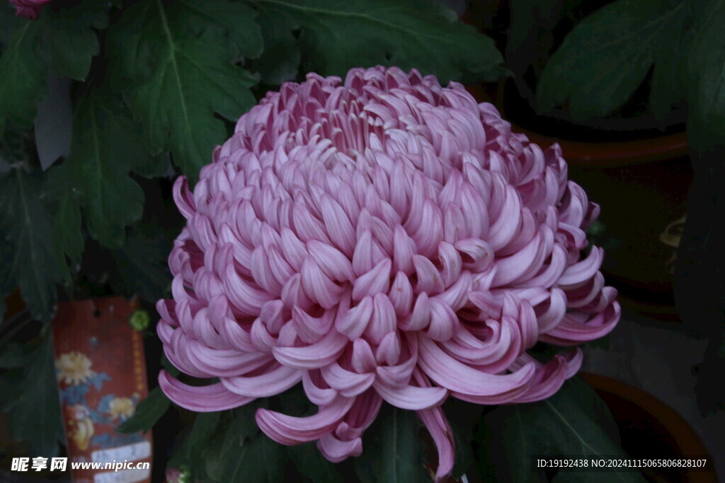 菊花 