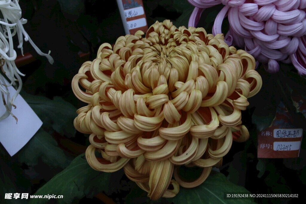 菊花 
