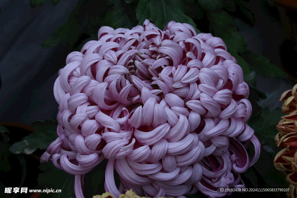 菊花  