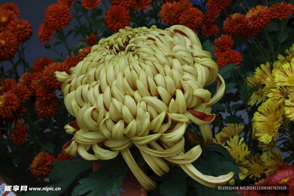 菊花 
