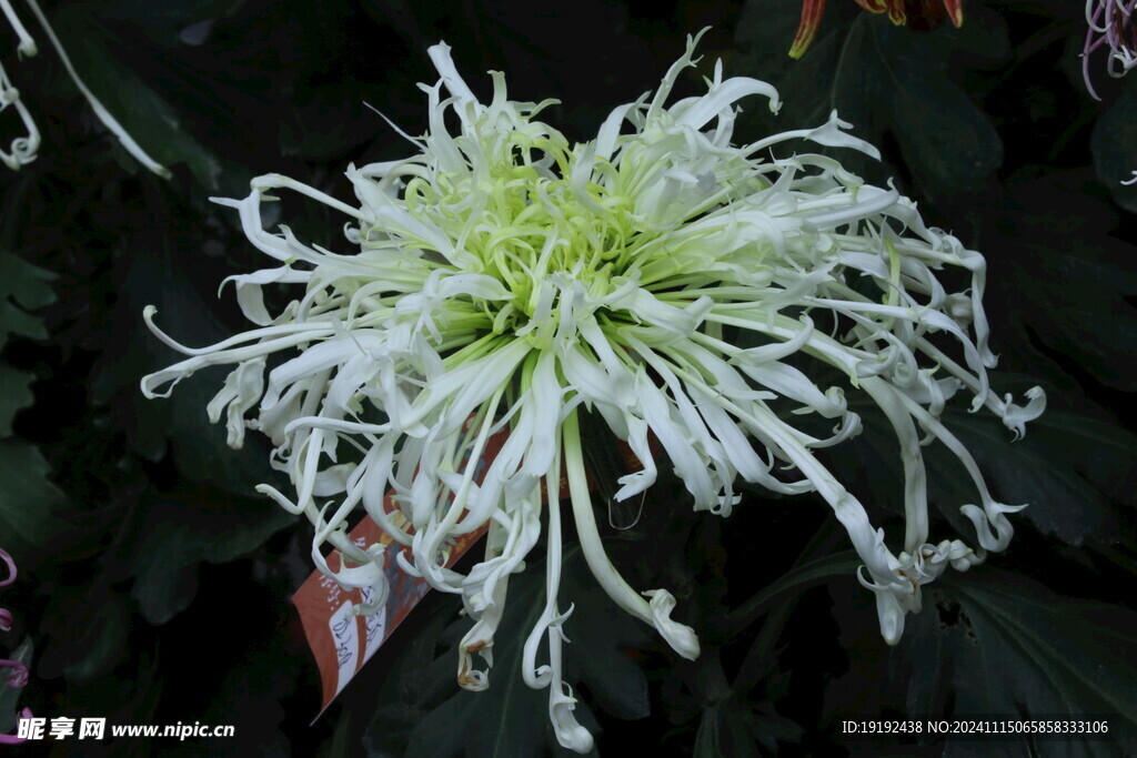 菊花 