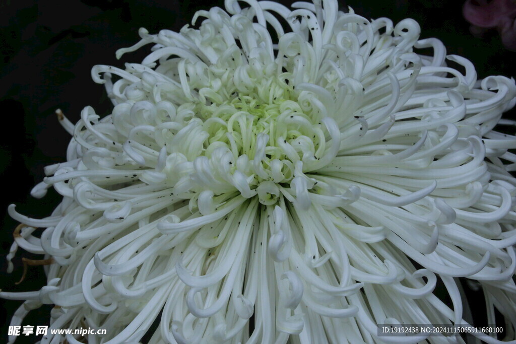 菊花  