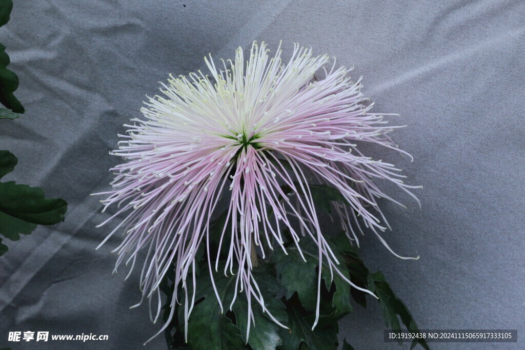 菊花  