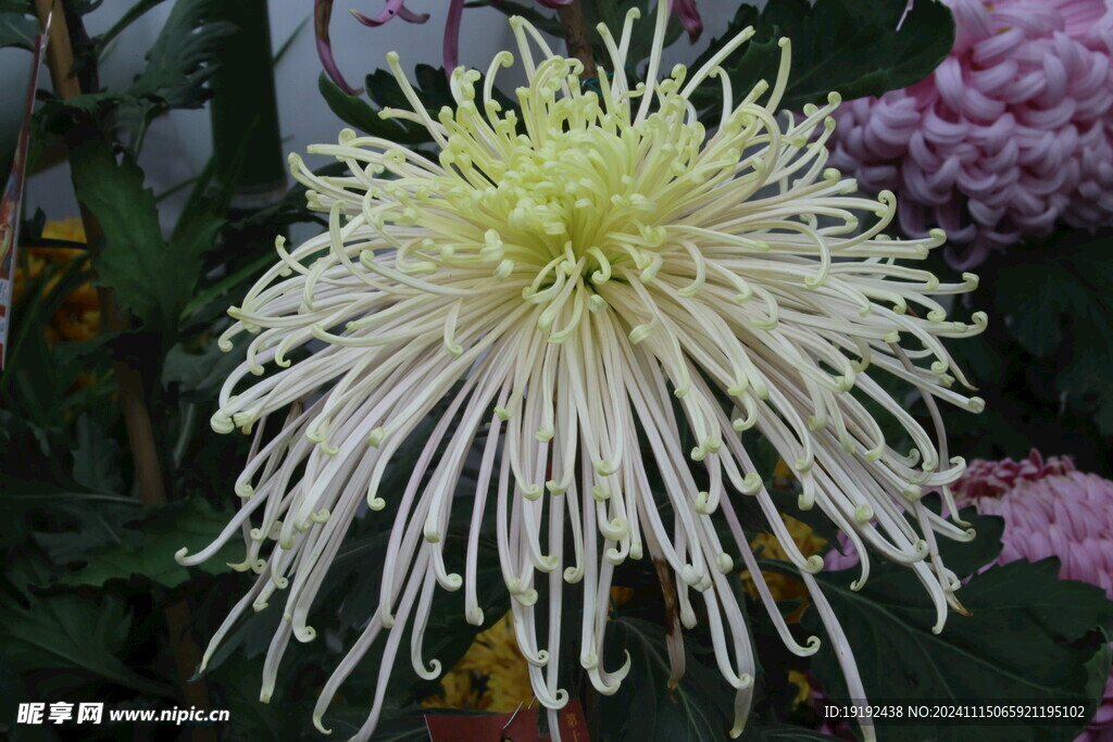 菊花  