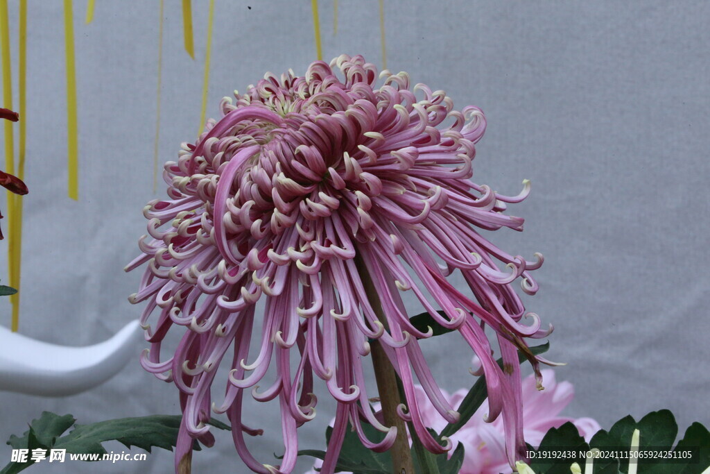菊花  