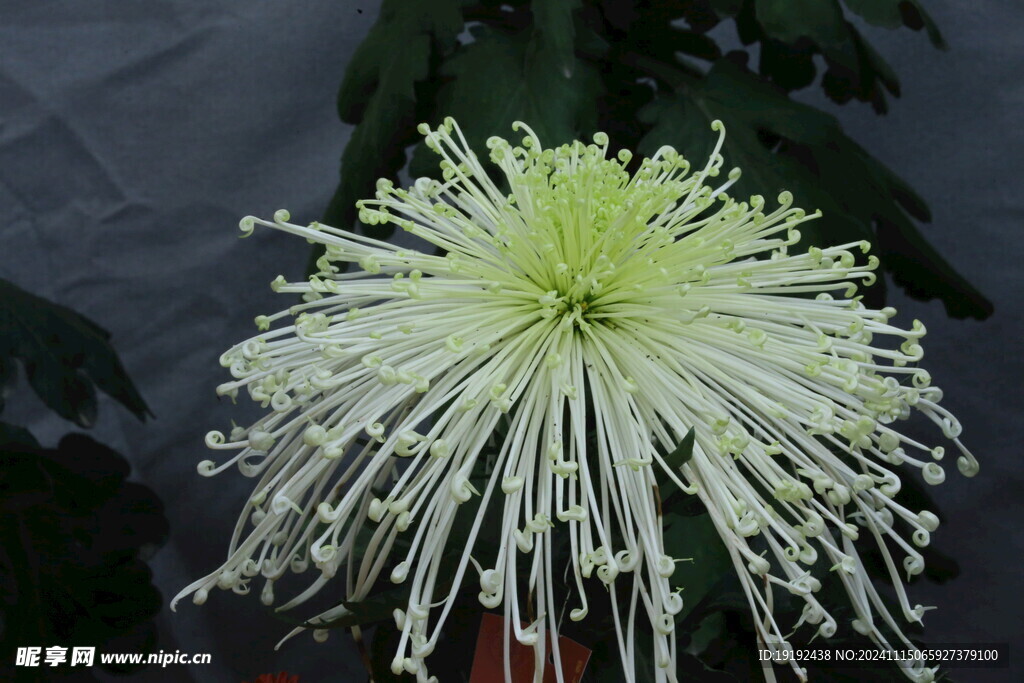 菊花  