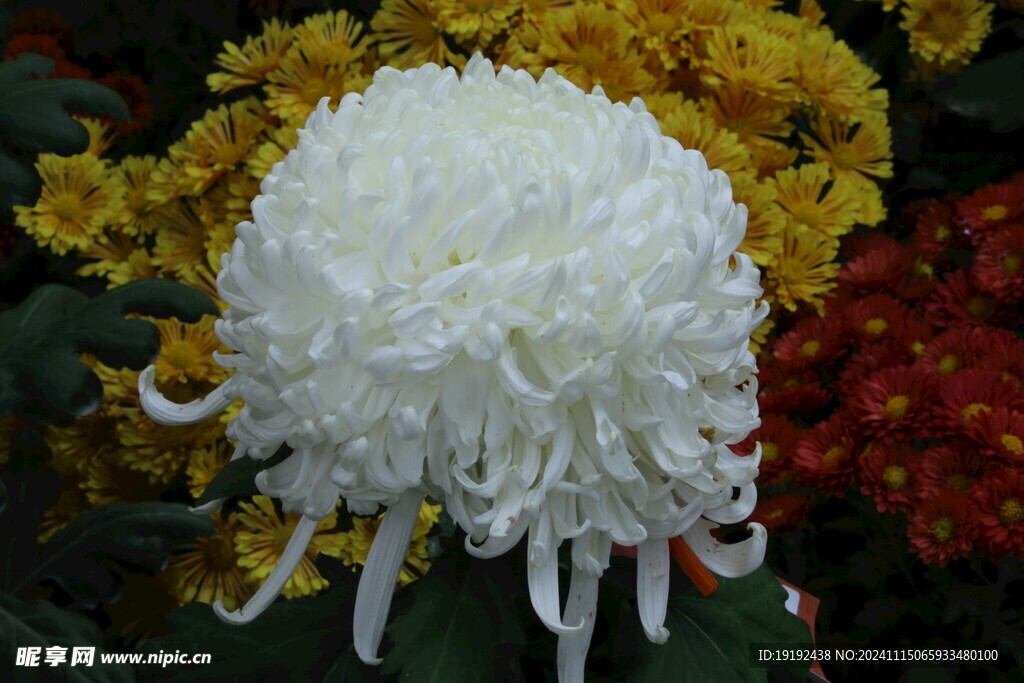 菊花  
