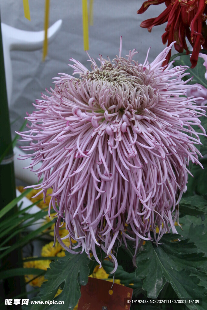菊花 