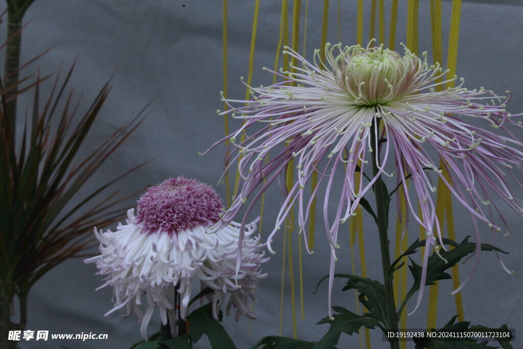 菊花  
