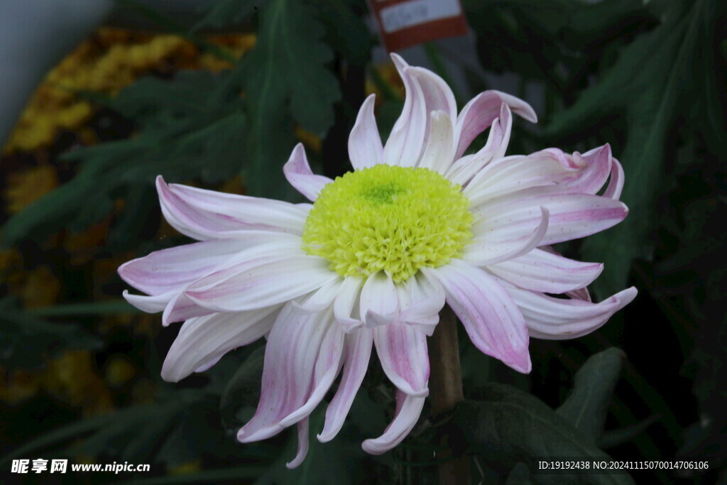 菊花  