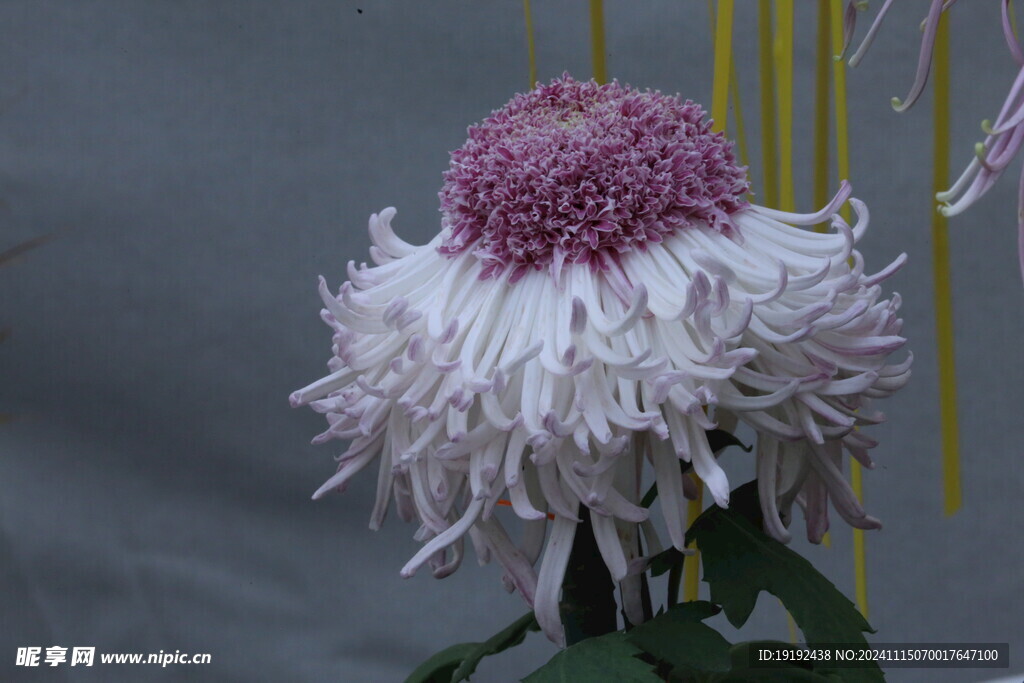 菊花 