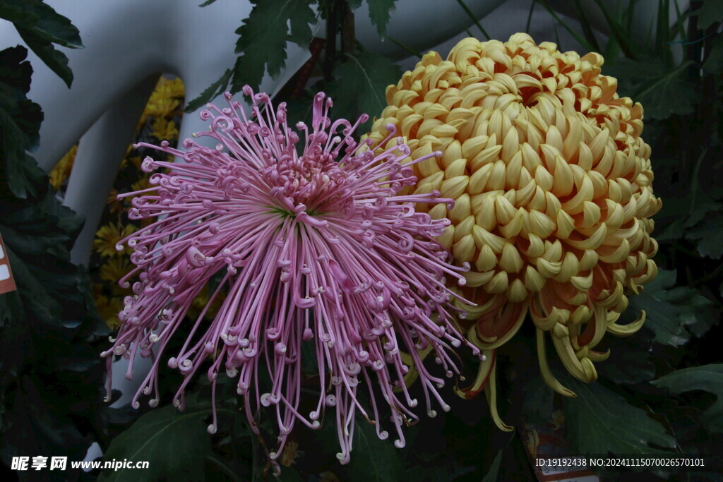 菊花  