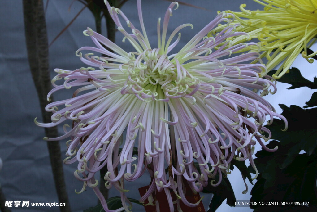 菊花 