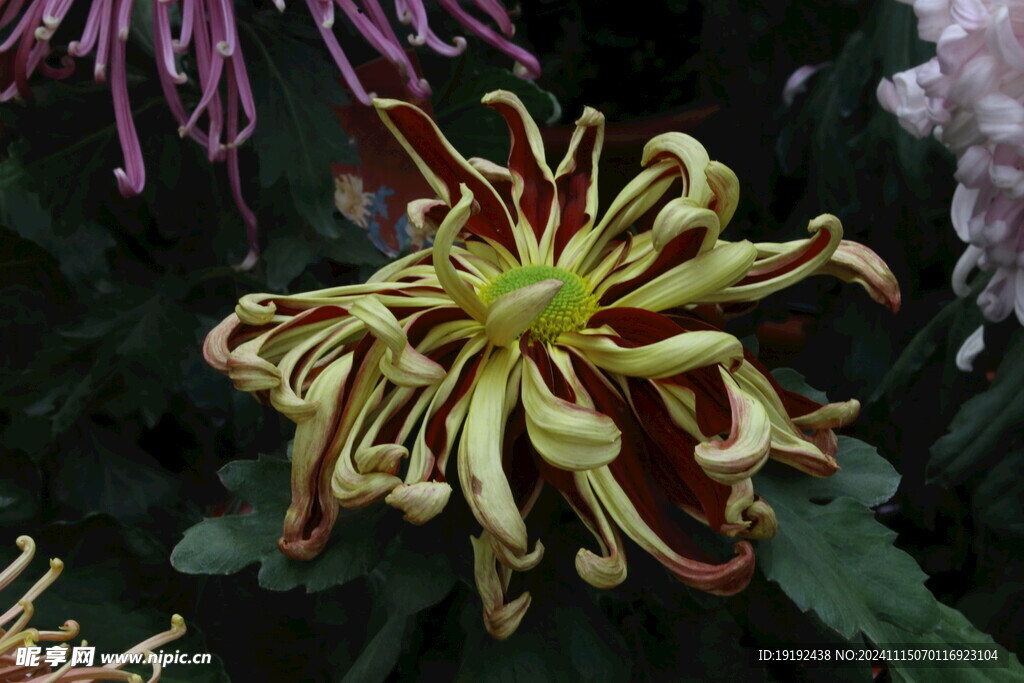 菊花  