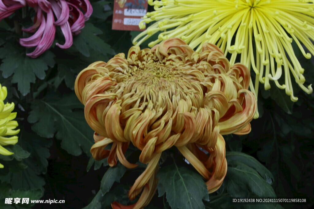菊花  