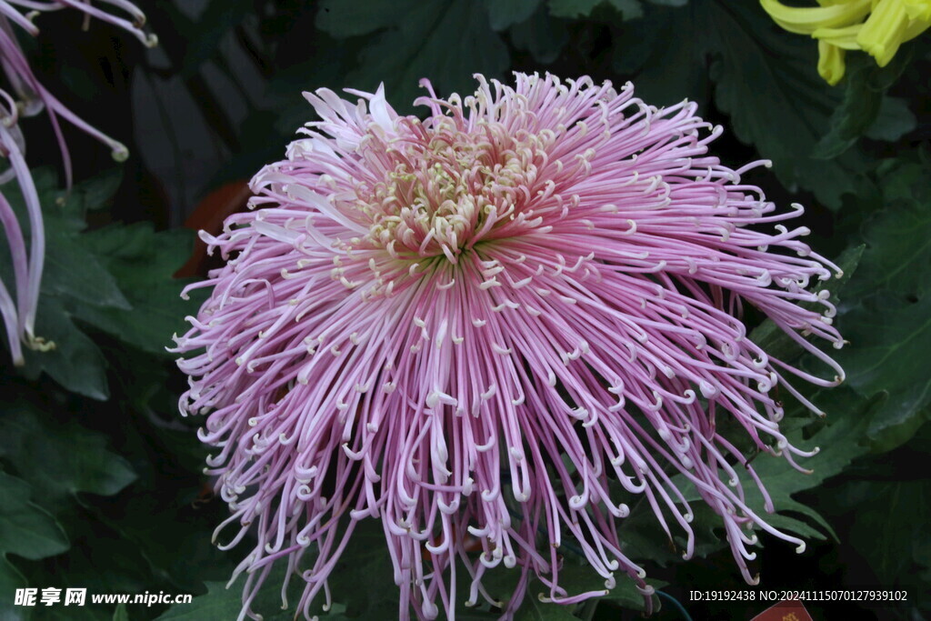 菊花  