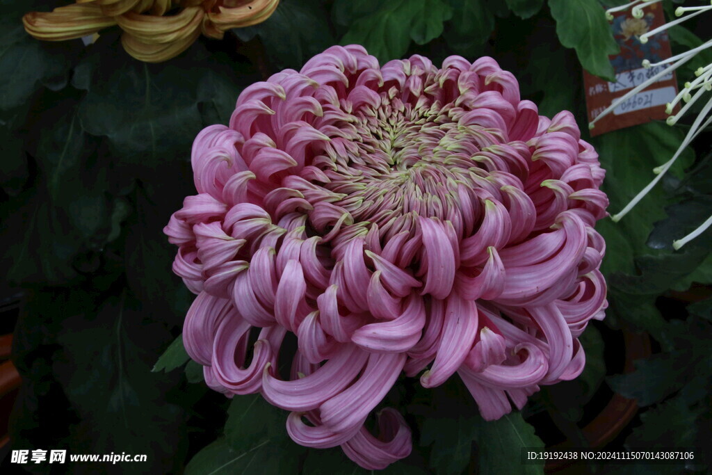 菊花  