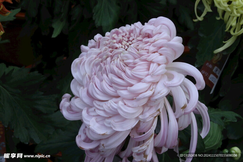 菊花 