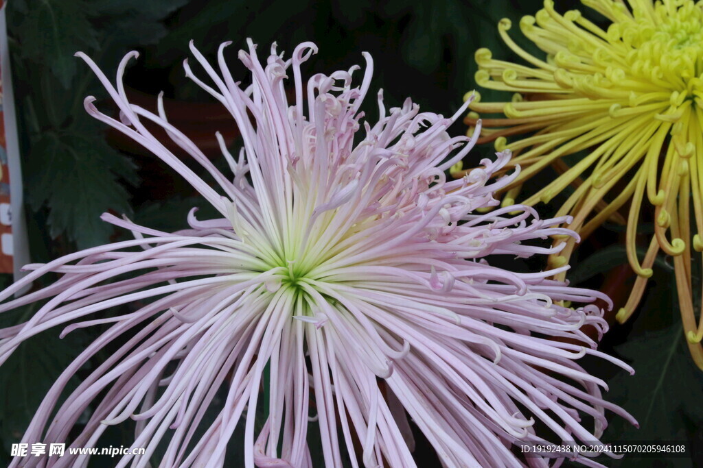 菊花  