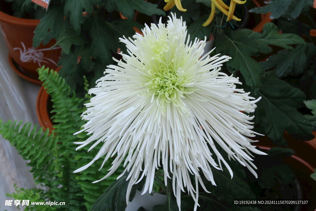 菊花  