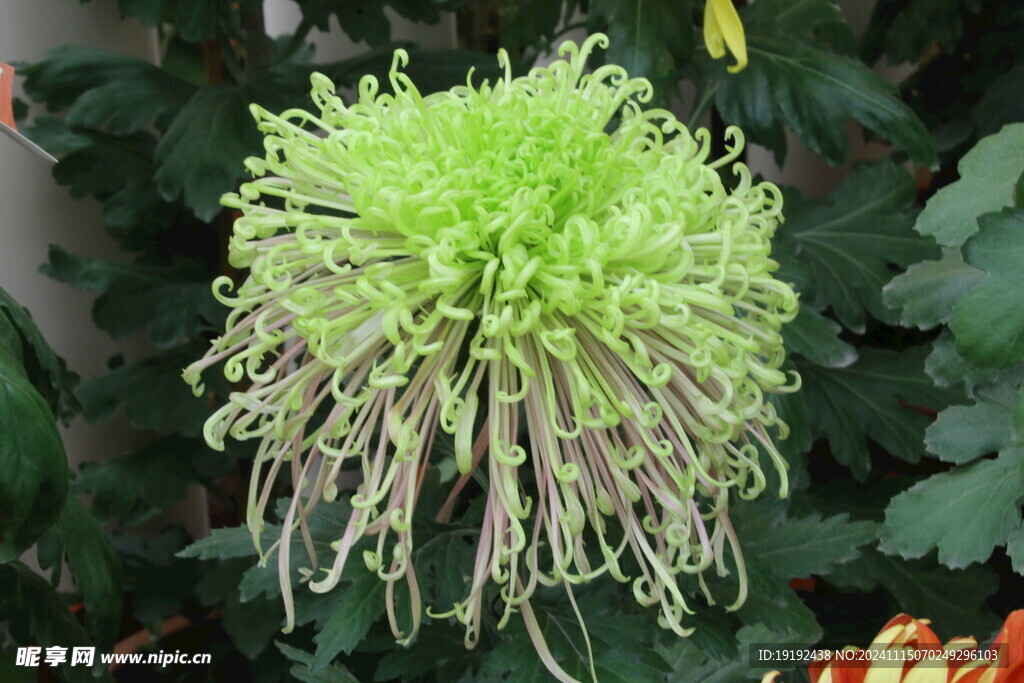 菊花 