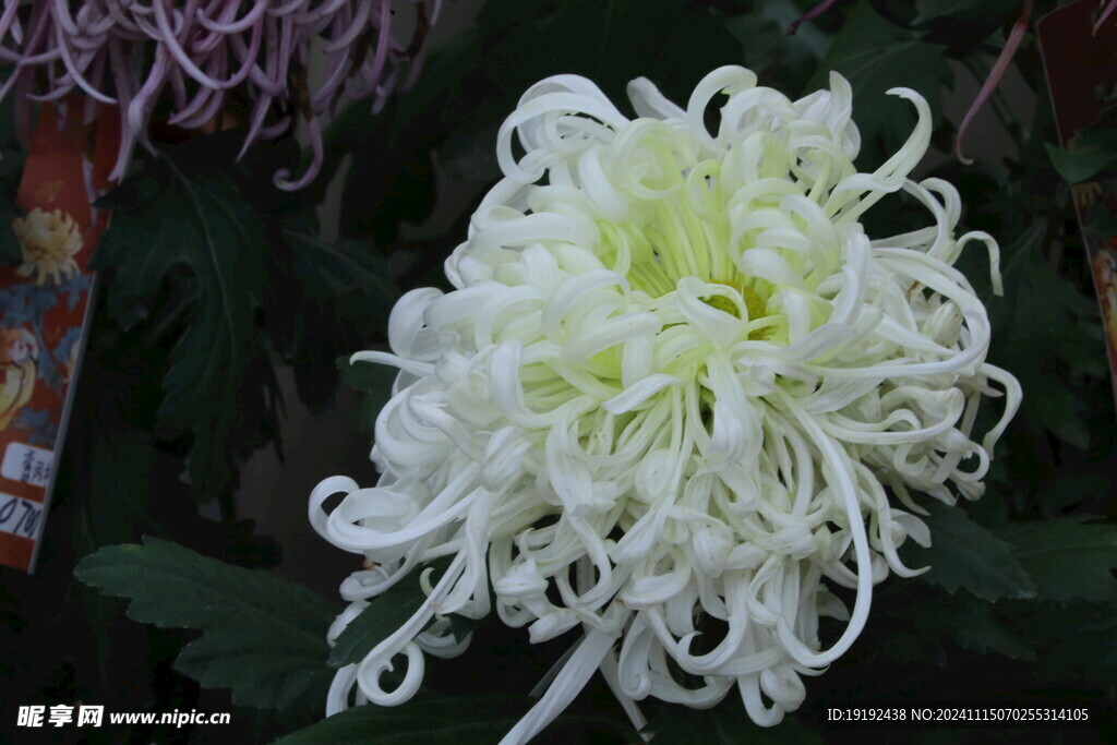 菊花  