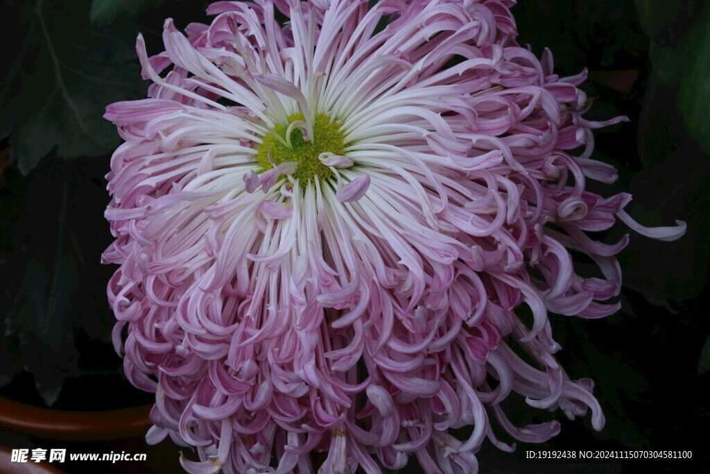 菊花 